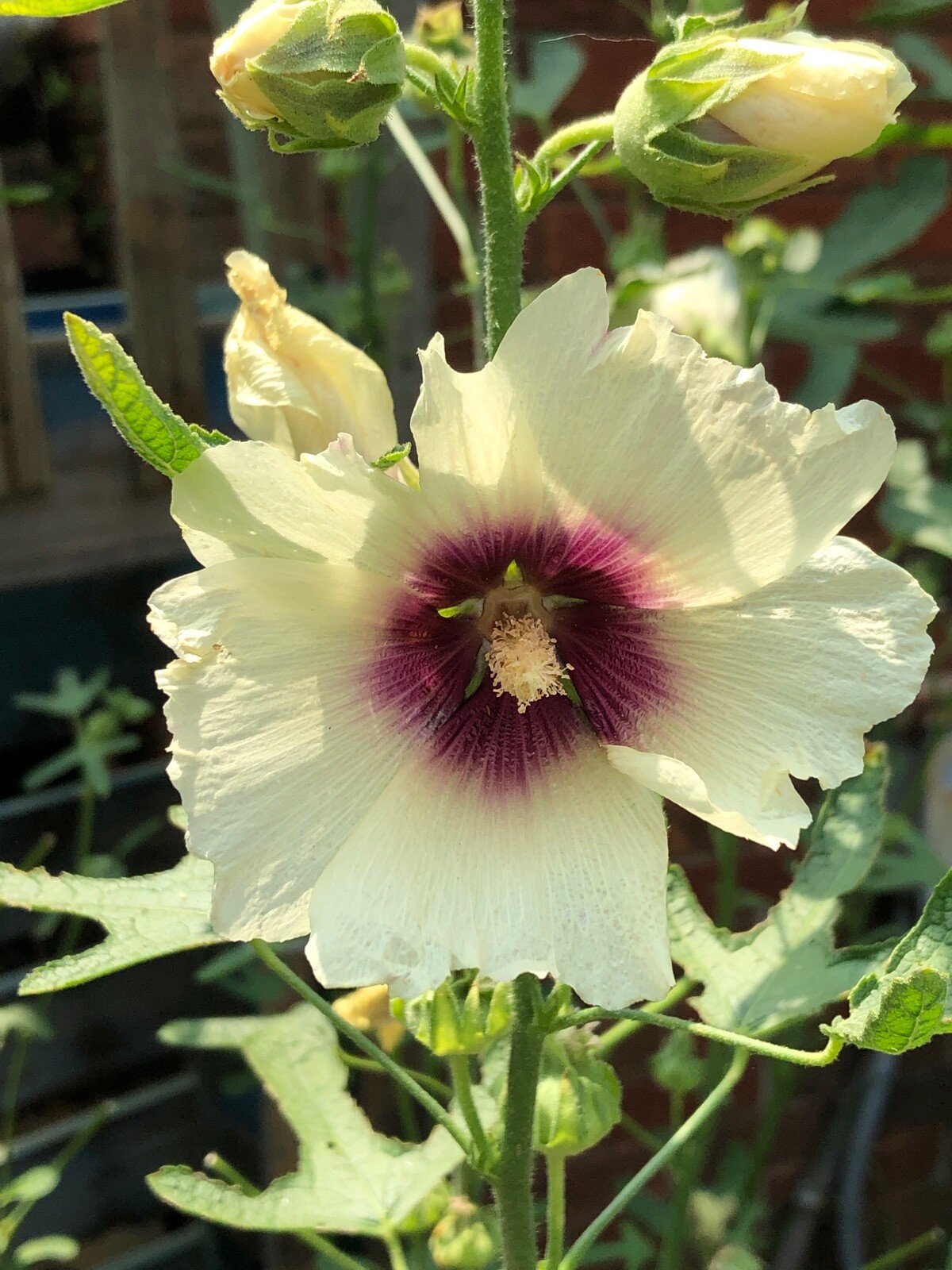FRESH SEEDS Heirloom Old Fashion HOLLYHOCK Single Color Mix*Organic*Pollinators!