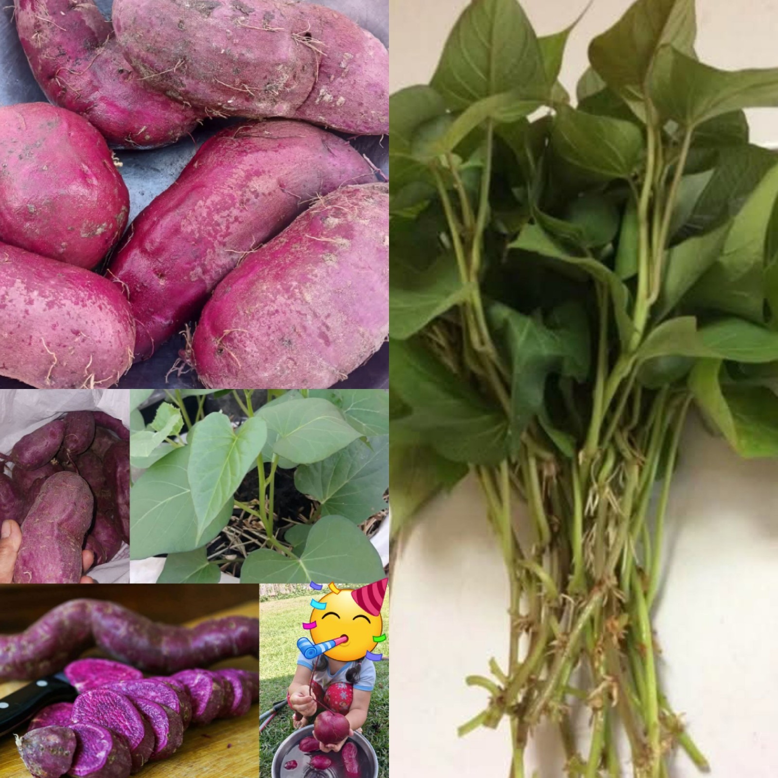 1 dozen Of Slips Organic Purple Sweet Potato With Roots Ready To Plant