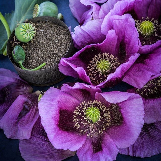 Heirloom Hungarian Blue Breadseed Poppy Seeds | Stratified Papavaer somniferum