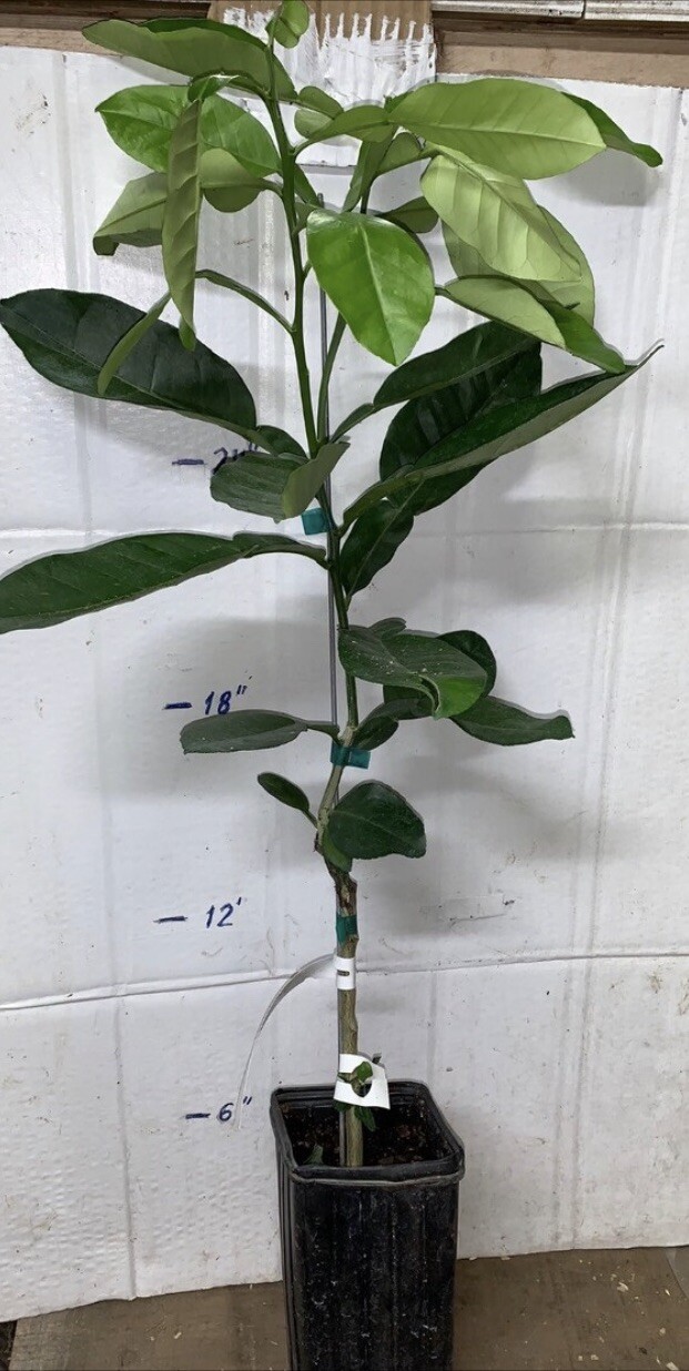 California only!! Valencia Sweet Semi-Dwarf Orange 18-36″ tall, grafted