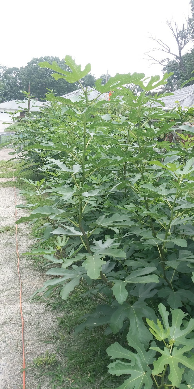 WHITE MADEIRA FIG Cuttings -Unrooted Bundle of 3