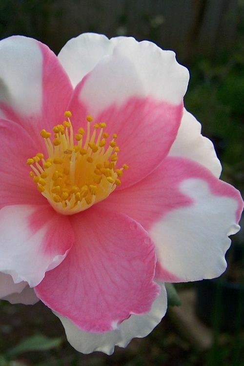 **SHIBORI-EGAO**Bicolor Bloom**Camellia Japonica-Live Starter Plant -USA Seller-