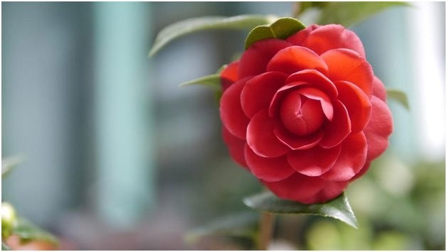 SUPER RARE Middlemist Red Camellia – 3 cuttings for rooting or grafting