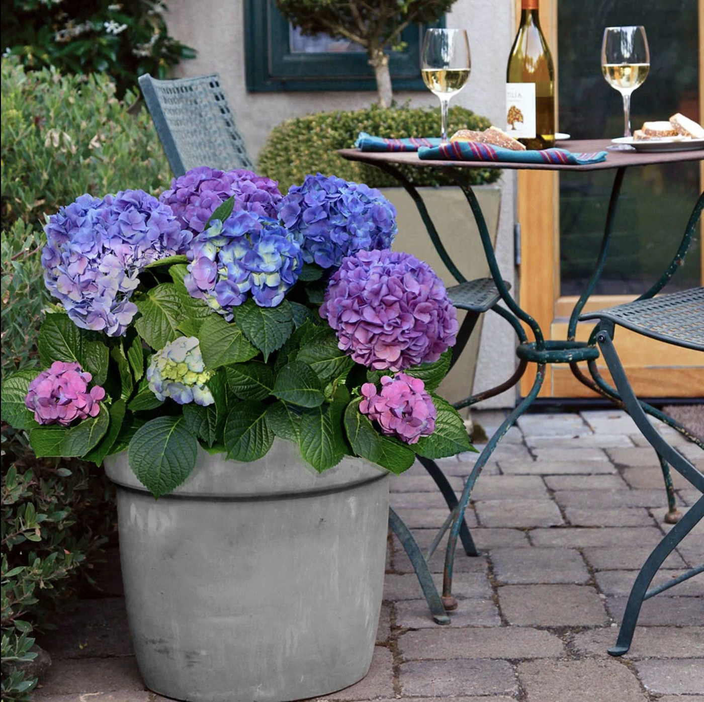 3 Gallon Bloomables L.A. Dreamin Hydrangea – Hydrangea ‘Lindsey Ann’