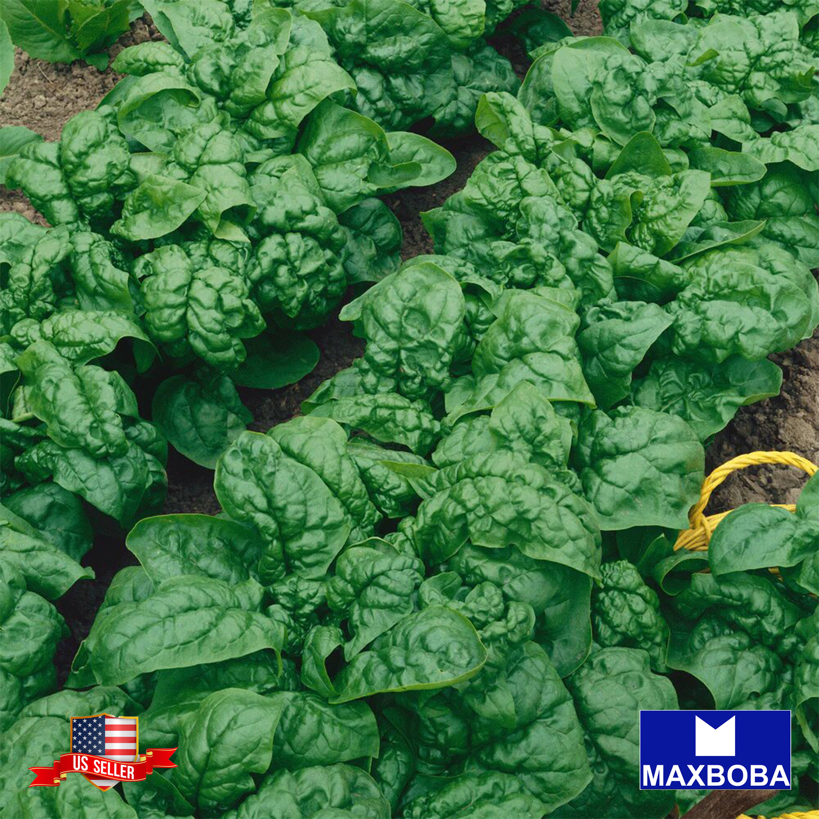 Spinach Seeds – Bloomsdale Long Standing Non-GMO / Heirloom / Vegetable Garden