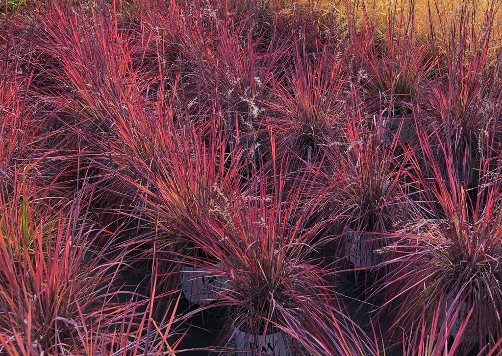 Live Plant From Green Promise Farms – Proven Winners Schizachyrium Scop.