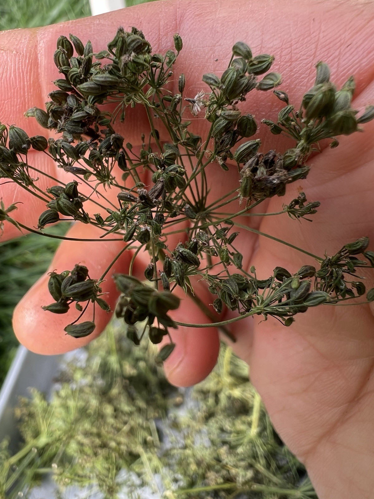 Perennial 20 Skirret seeds zone 3-9