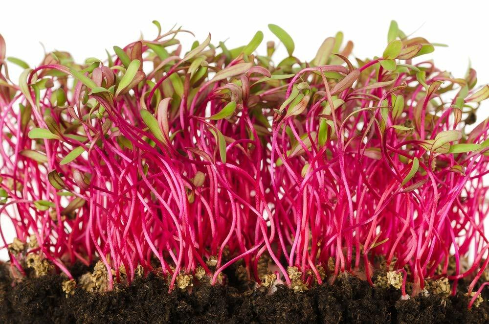 12 oz Beet Seeds for Microgreens, NON GMO