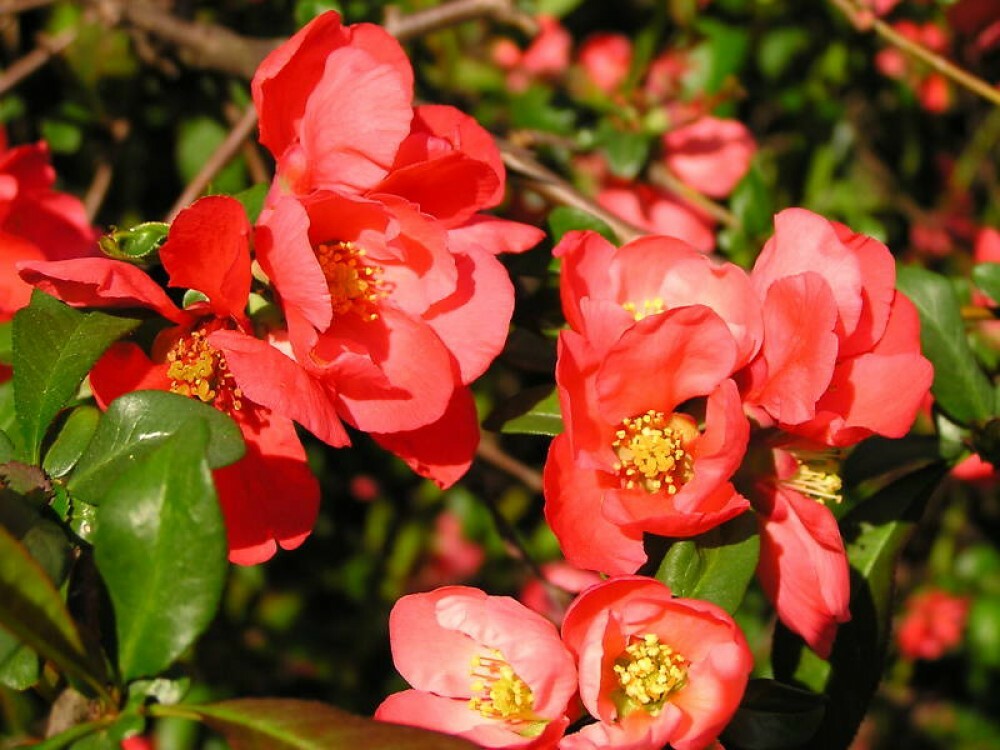 JAPANESE QUINCE Chaenomeles Japonica – 15 SEEDS. FREE S&H