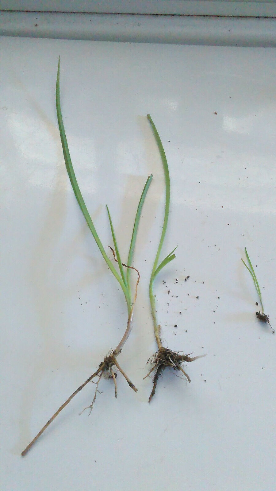 10 Spiderwort Transdescantia Purple Flower Bare Root Rhizome Bulbs- Live Plants