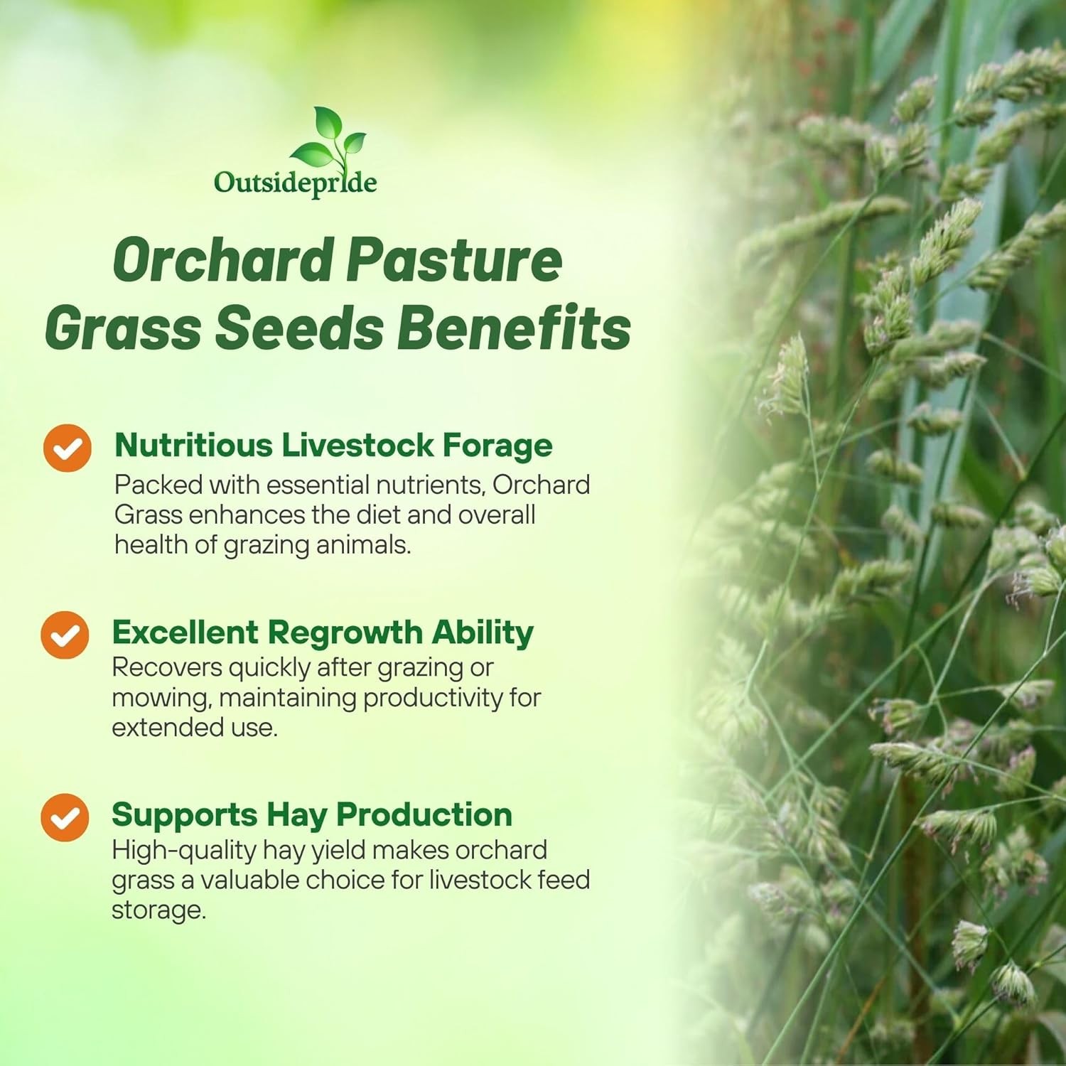 25 LBS Orchard grass is a very popular pasture grass seed.