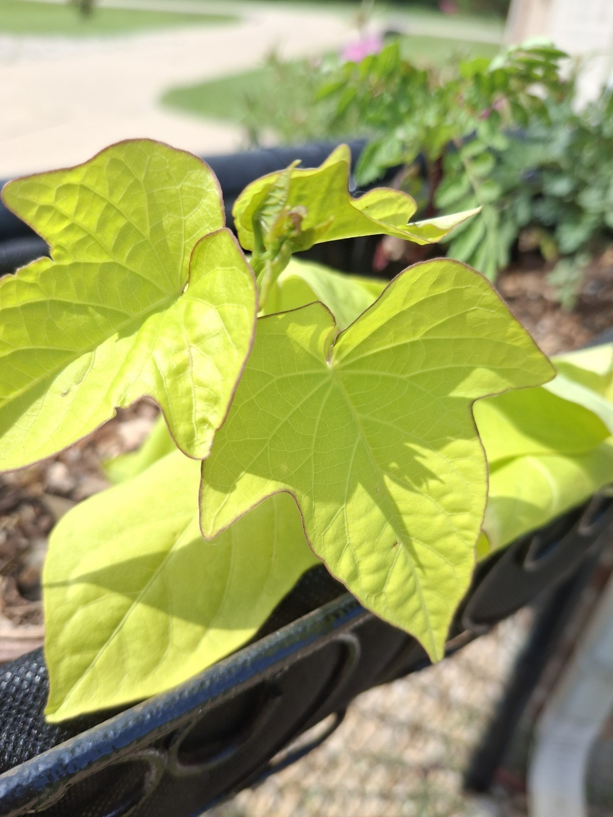 3 Live Rooted Ornamental Sweet Potato Vine. Easy To Grow. Ready To Plant!