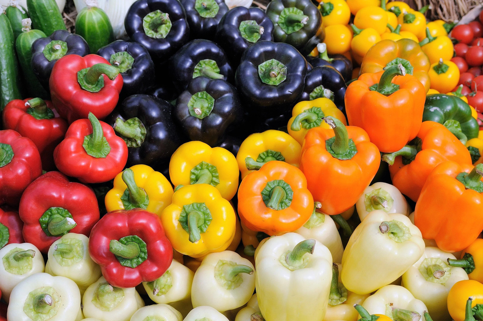 150 RAINBOW BELL PEPPER Sweet Red, Green, Yellow, Orange, Purple, Brown, &
