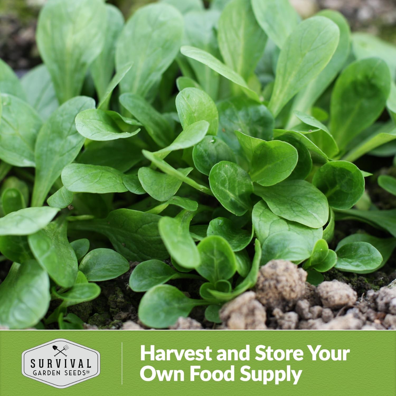 Cold Hardy Corn Salad Seeds – Heirloom Mache & Lamb’s Lettuce – Non-GMO