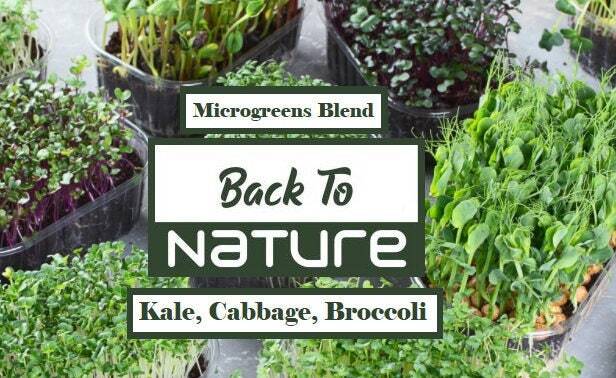 Kale, Cabbage, Broccoli Microgreen Seed Blend – Organic Seeds – Non Gmo