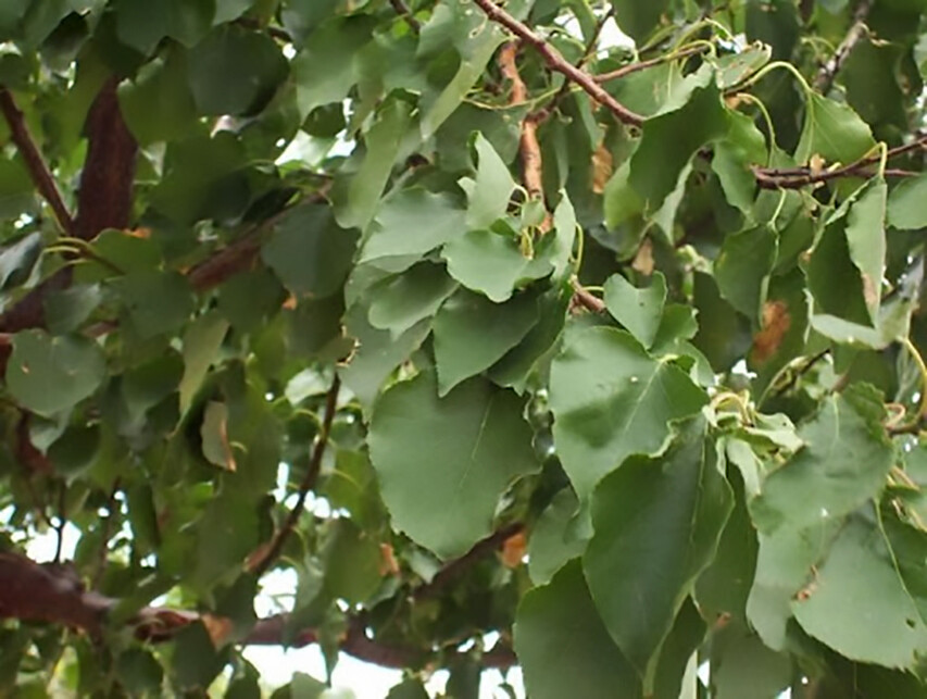 Apricot, Prunus armeniaca, Tree Seeds (Fast, Hardy, Edible, Showy, Fall Color)