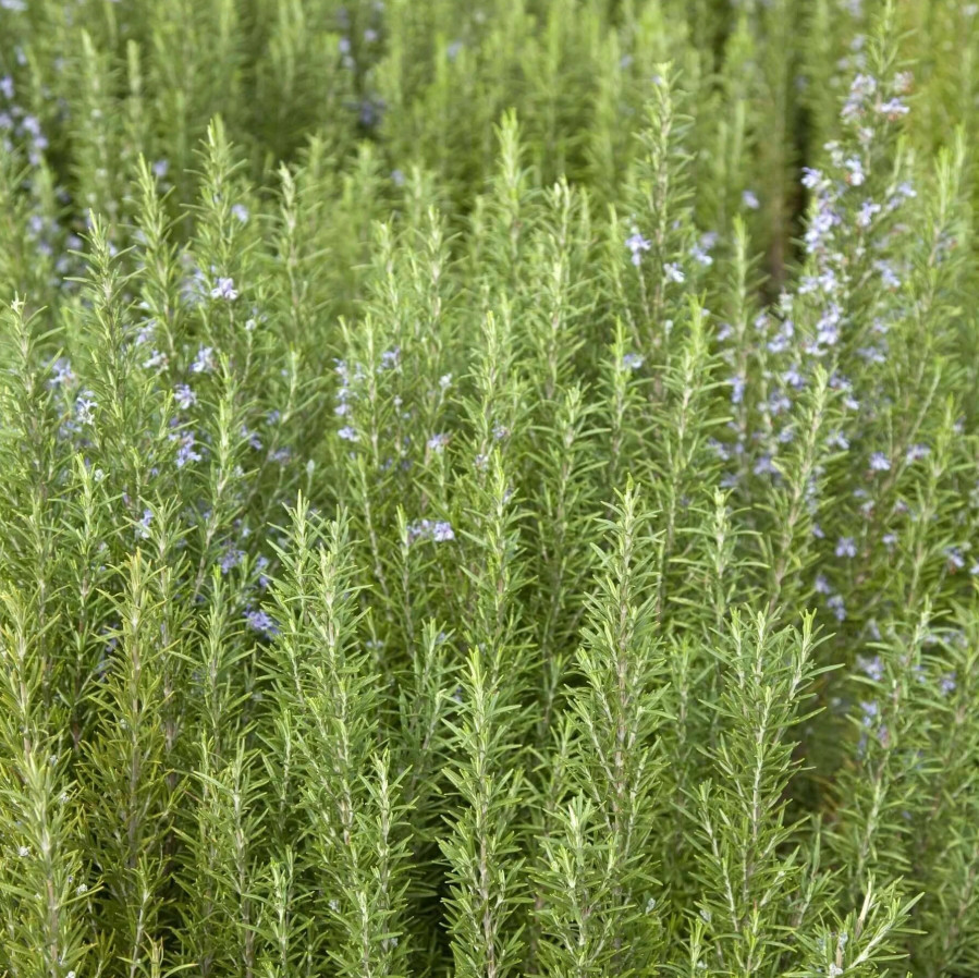 1 Live Rosemary – Tuscan Blue Plant – 1–3” Tall in Plug