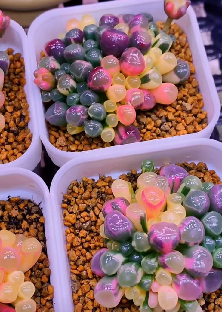 50 Lithops Seeds – Living Stone Succulent – Rare Colorful Varieties