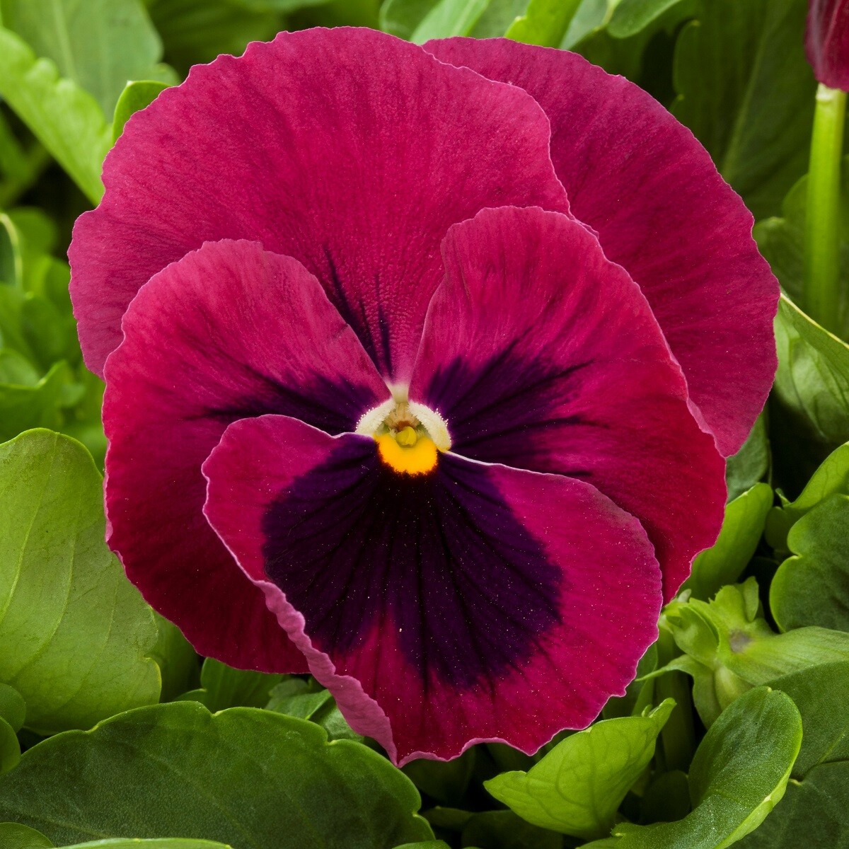 50 Pansy Seeds Majestic Giant Rose Blotch FLOWER SEEDS