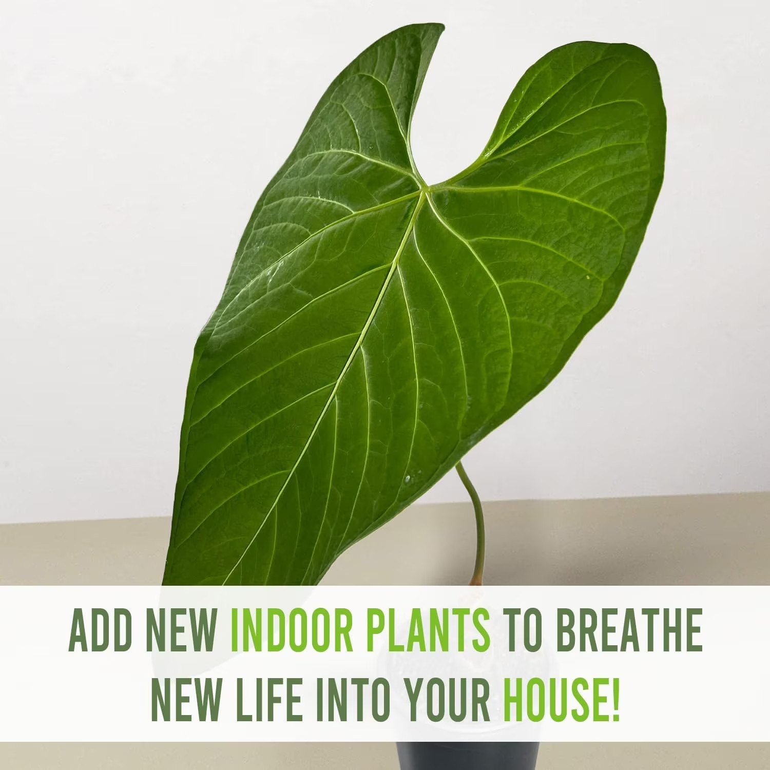 Anthurium Regale Aff by LEAL PLANTS ECUADOR |Green Live House Plant for Indoors