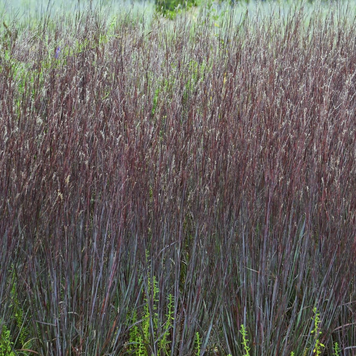 Live Plant From Green Promise Farms – Proven Winners Schizachyrium Scop.