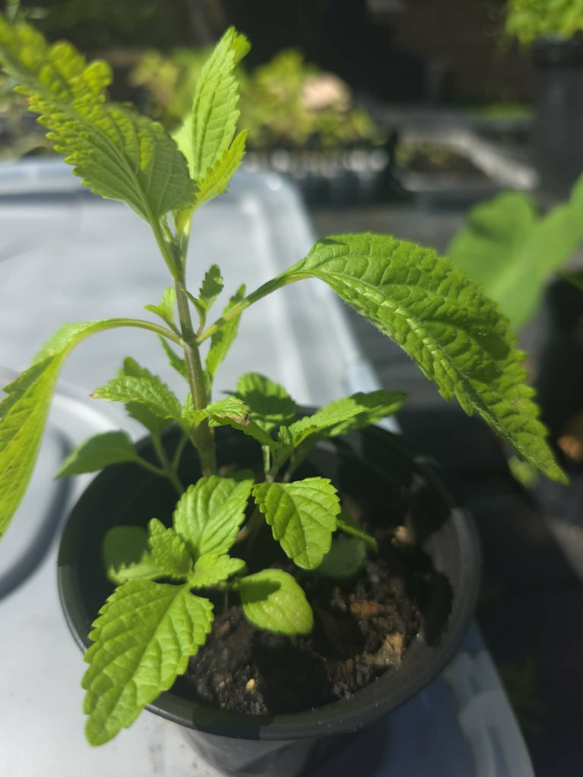 Nettle ( kính giới) Live Potted Plant Vegetative 6″ -10″Tall Outdoor 1 Pack