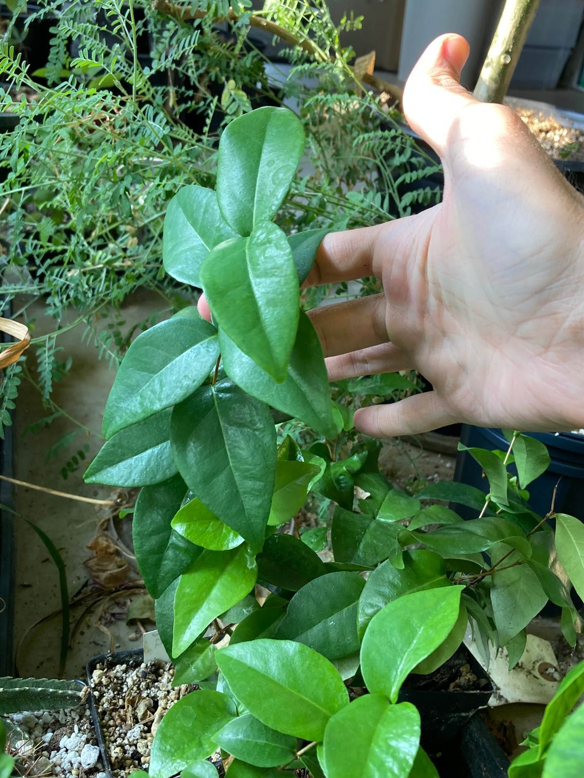 Eugenia uniflora, Suriname Cherry -Unusual Tropical Fruit Tree Seedling