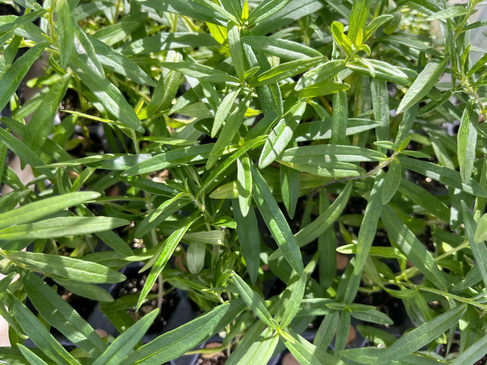 Native Milkweed Starter Plant – Live Monarch Butterfly Host, Ready to Plant