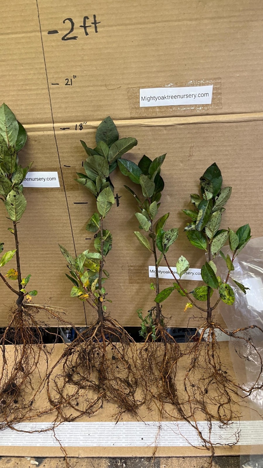 Aronia melanocarpa – Black chokeberry, 2 year old plant 12-18 inches tall