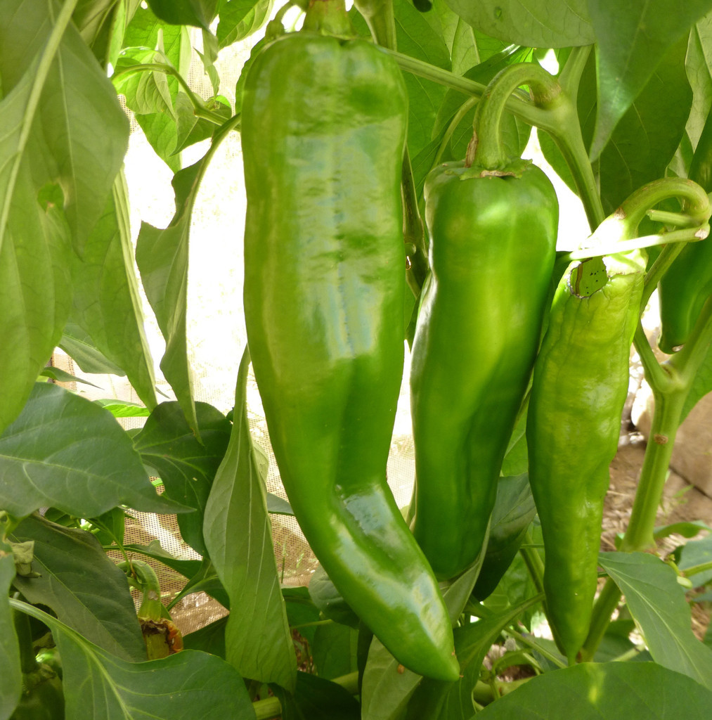 Anaheim Chile Hot Pepper Seeds, NON-GMO, Variety Sizes, Chili, FREE SHIPPING