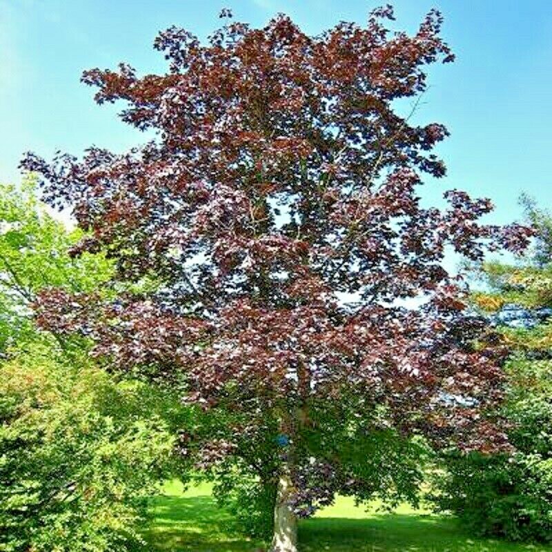 15 SCHWEDLERS NORWAY MAPLE SEEDS – Acer platanoides ‘Schwedleri’ ‘