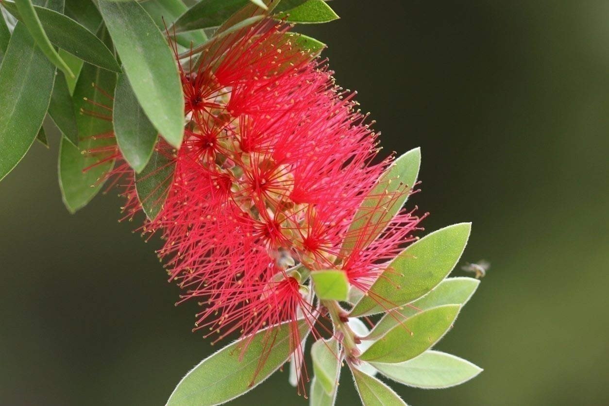 Bottlebrush Red Cluster | 1 Gallon | Callistemon citrinus | Low Maintenance