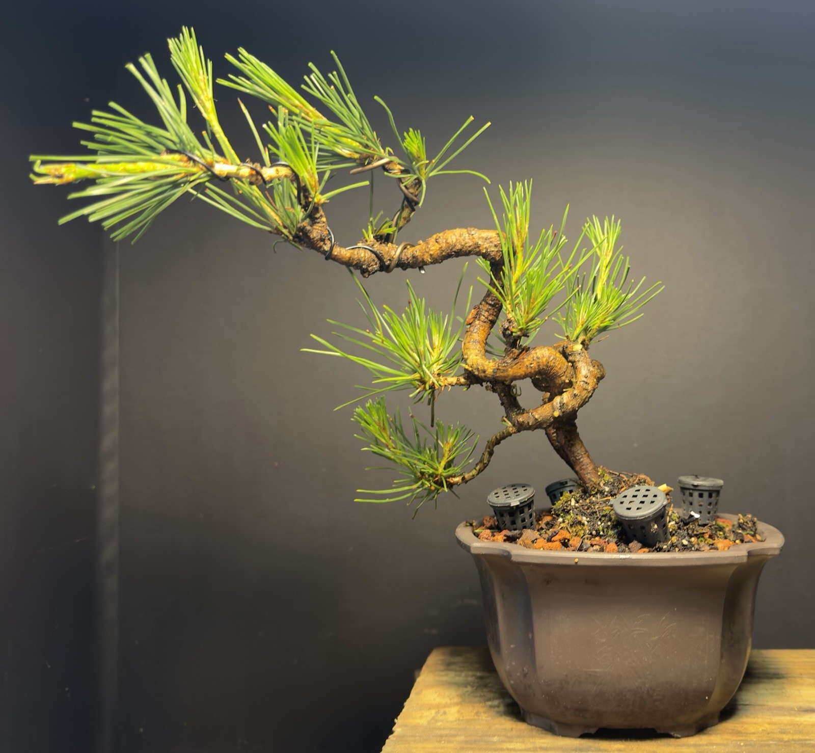 Bonsai Tree Japanese Black Pine Trained “Dragon” Style 11” Tall Plastic Grow Pot