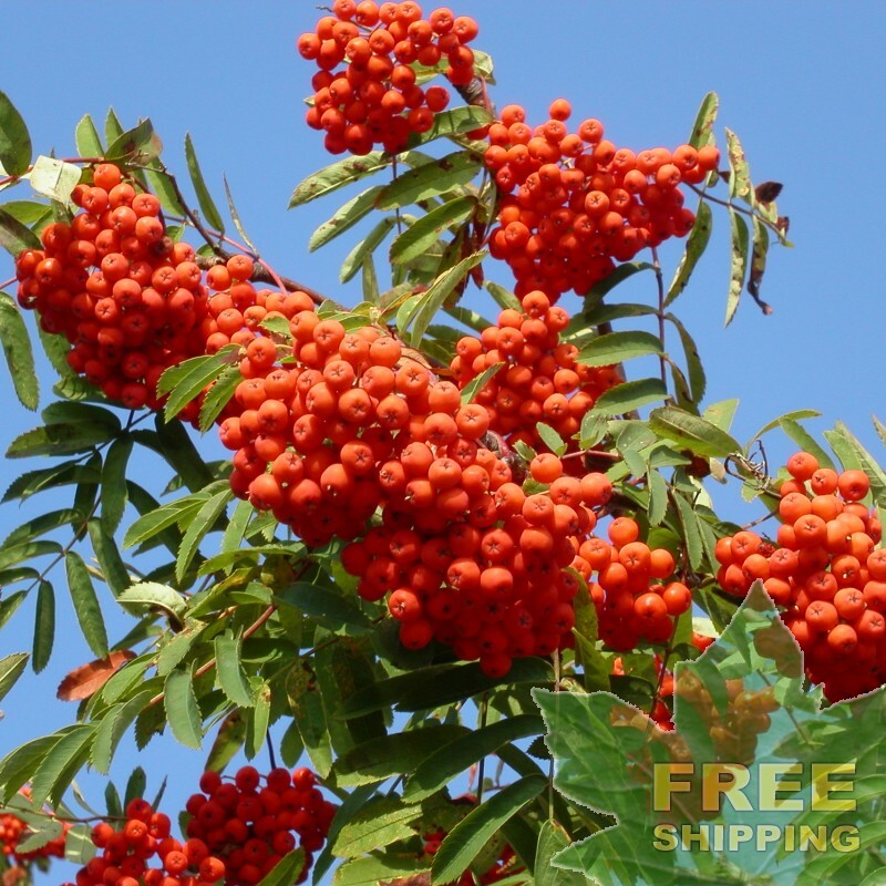 EUROPEAN MOUNTAIN ASH Sorbus Aucuparia – 20 SEEDS. FREE S&H