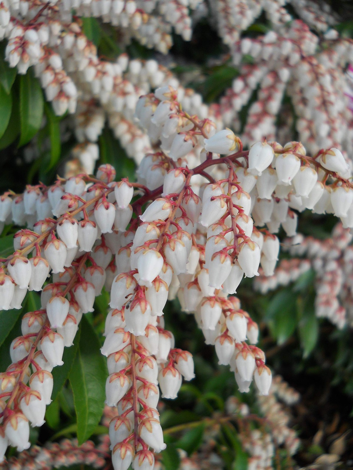Green Promise Farms Pieris Japonica Dorothy Wycoff Andromeda Evergreen 3-Size