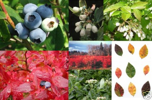 Highbush Blueberry, Vaccinium corymbosum, Seeds (Edible, Hardy, Fall Color)
