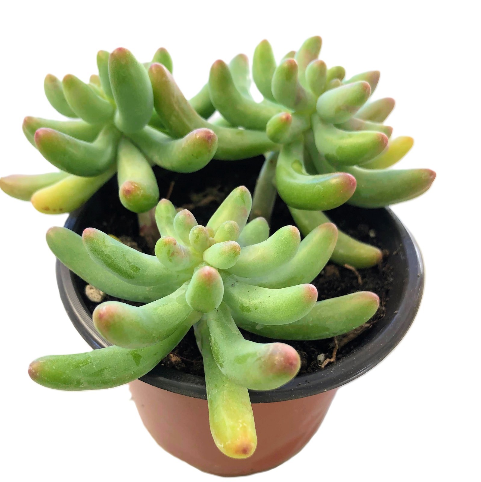 Sedum Blue Jelly Bean – Blue Green Bean Shaped Succulent | Rare Frosted Easy Car