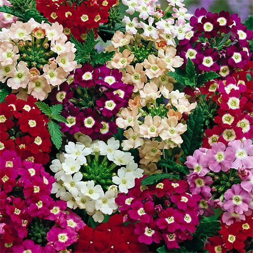 100 Seeds MOSS VERBENA FLOWER FRESH SEEDS B117-B119 Stunning Colors