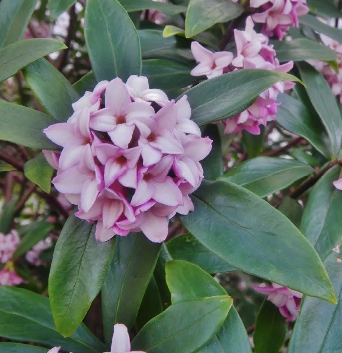 Daphne Odora Variegated Fragrant Pink 1 Live Unrooted 6” Flower Plant Cutting