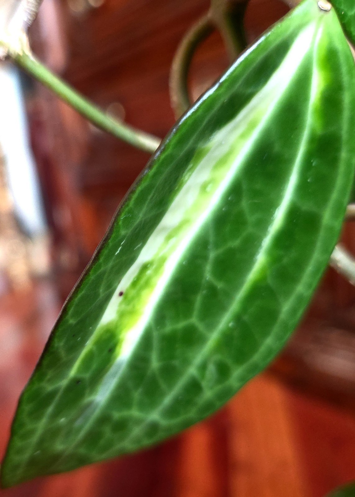 Rare Reverse Variegated Hoya Latifolia 24″ Tall Not Monstera Philodendron Aroid
