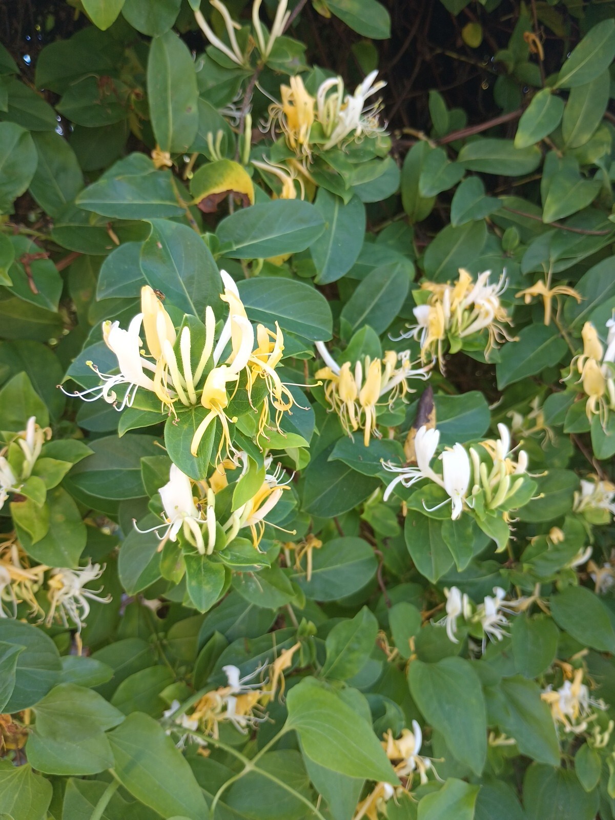 10 Unrooted Cuttings Japanese Honeysuckle Lonicera Japonica Vine