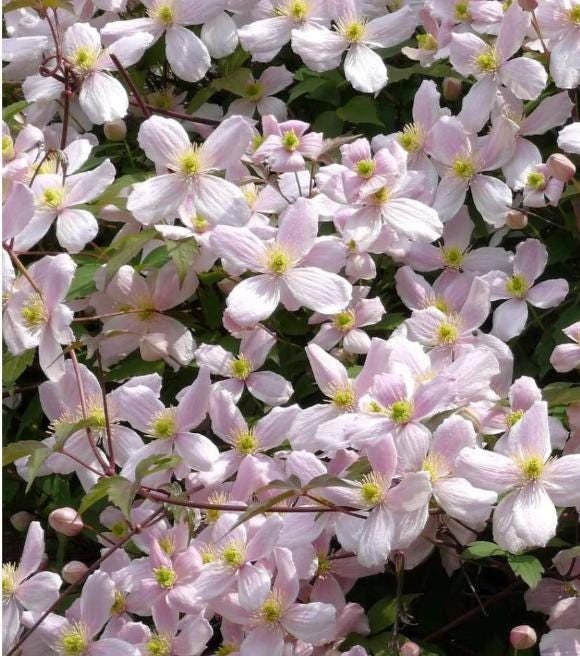 1 “Rebens” Clematis Starter Plant (Not Seeds) – US Seller
