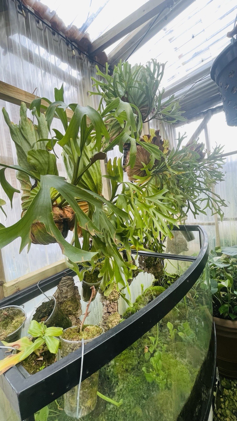 Platycerium Staghorn Fern Ridleyii Spores 2025 Fresh Spore