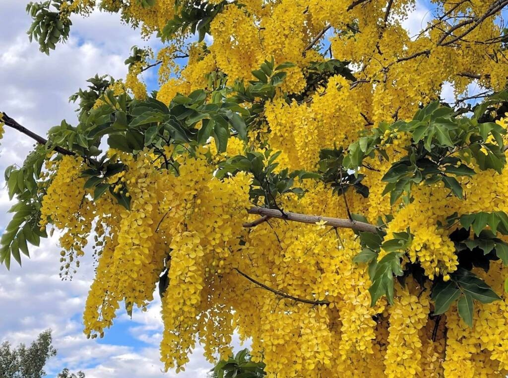 Golden Shower Tree Seeds 50+ Cassia Fistula Gold Rush Yellow Flower Tree Seeds