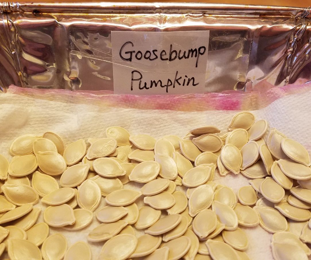 20 Seeds, Goosebumps Pumpkin Seeds E169, Giant Fall & Winter Vegetable