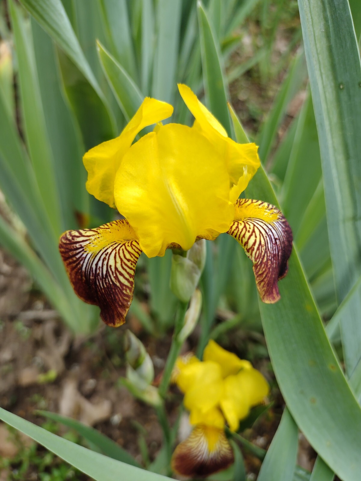 7x MIXED VARIETIES/COLORS IRIS BULBS RHIZOMES Fresh