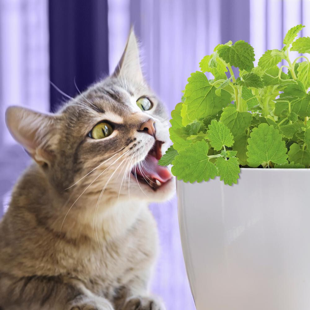 500 CATNIP SEEDS NON – GMO FRESH GARDEN HARVEST HERBS