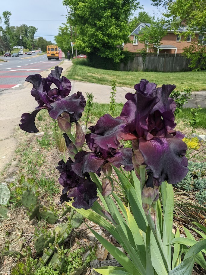 SUPERSTITION GERMAN BEARDED REBLOOMING IRIS – 1 Plant/ Rhizome