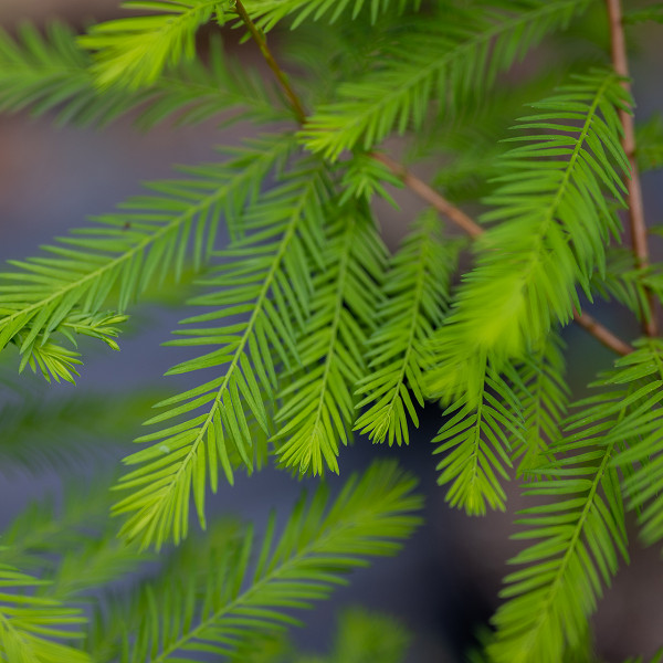 1 live Bald Cypress Tree up to 4 ft tall