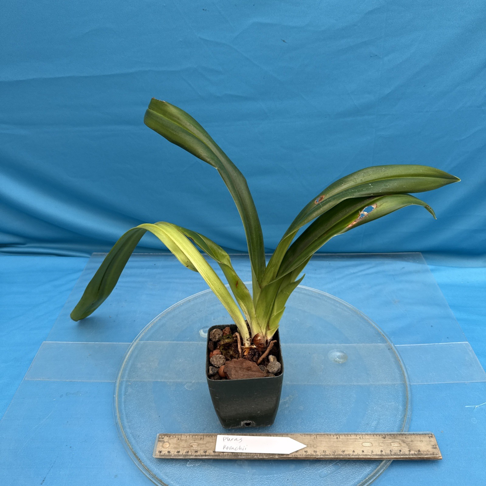 Phragmipedium kovachii Pink Purple NEW IMPORT Orchid species 4” FRESH RePot